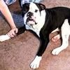 bbulldogkennel